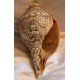 Sankha: Tibetan Conch Shell Trumpet, 20th Century #1